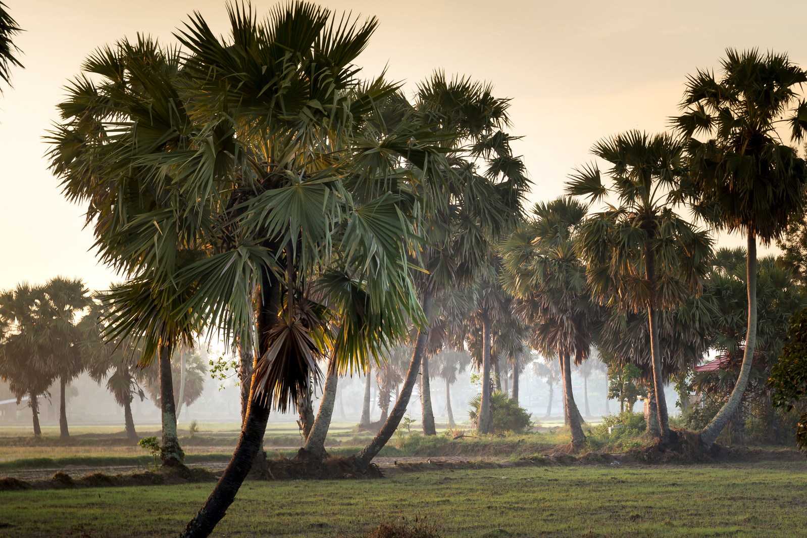 Palm Trees In Green Grass Covered Field
